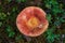 Edible small mushroom Russula with red russet cap in moss autumn forest background