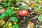 Edible small mushroom Russula with red russet cap in moss autumn forest background. Fungus in the natural environment close up