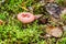 Edible small mushroom Russula with red russet cap in moss autumn forest background. Fungus in the natural environment close up