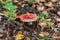 Edible small mushroom Russula with red russet cup in moss autumn forest background. Fungus in the natural environment close up