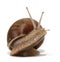 Edible snail