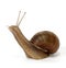 Edible snail