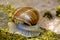 Edible snail