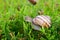 Edible snail (Helix pomatia)