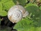 Edible snail, Roman snail, Burgundy Snail