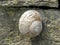 Edible snail, Roman snail, (Helix pomatia) Burgund