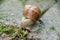 Edible snail, Roman snail, maroon snail, snail on concrete