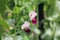 Edible snow pea growing on a trellis with pink and purple flowers