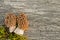 Edible spring mushrooms Morchella esculenta on an old wooden table