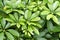 Edible-stemed Vine (Schefflera leucantha R. Vig.)