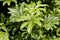 Edible-stemmed vine or schefflera leucantha tree on nature background