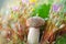 Edible summer mushrooms grow in the forest. Natural habitat, macro