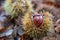 Edible sweet chestnut in its protective spiked husk on forest floor in Arne, Dorset, UK