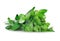 Edible sweet leaf bush sauropus androgynus