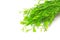 Edible sweet leaf bush ( Sauropus androgynus )