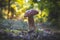 Edible thin porcini mushroom grow in forest