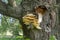 Edible tinder fungus on tree trunk outdoors. Close-up