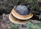 An edible tinder mushroom Fomitopsis pinicola grows in nature