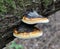 An edible tinder mushroom Fomitopsis pinicola grows in nature