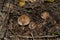 Edible Tricholoma populinum mushrooms  appeared from under fallen leaves and branches. Mushrooms in poplar forest