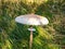 An edible umbrella mushroom growing in green grass