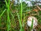 An edible umbrella mushroom growing in green grass