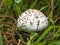 An edible umbrella mushroom growing in green grass