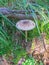 Edible umbrella mushroom listed in the Red Book