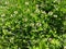 Edible white clover flowers on a garden path