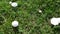 Edible white mushrooms growing in meadow