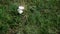 Edible white mushrooms growing in meadow