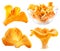 Edible wild mushroom chanterelle