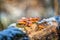 Edible winter mushrooms flammulina velutipes growing on the dead tree trunk covered with snow, natural outdoor seasonal background