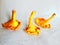 An edible woodland mushroom with a yellow funnel-shaped cap and a faint smell of apricots, chanterelle