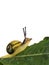 Edible young green snail making getaway - white background