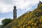 Edinburgh city historic Calton Hill Monument yellow flowers