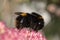 Edinburgh& x27;s Pollen Carrier: Bumble Bee in Macro Splendor