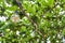 Edison lamps hanging on cables on green tree outdoors