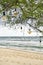 Edison lamps hanging on cables on green tree on sand beach