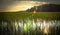 Edisto south carolina plantation marchland wet lands at sunset