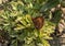 Edith`s Checkerspot butterfly, Mount Rainier National Park, Washington