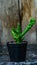 Edithcolea grandis with wooden background