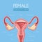 Educate through this beautifully designed uterus anatomy