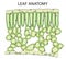 Education Chart of Biology for Cross Section of Leaf Diagram