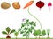 Educational children matching game for children. Vegetables on vegetable patch