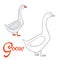 Educational game coloring book goose bird vector