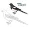 Educational game coloring book magpie bird