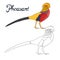 Educational game coloring book pheasant bird