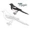 Educational game connect dots to draw magpie bird