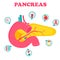 Educational medical poster with pancreas organ